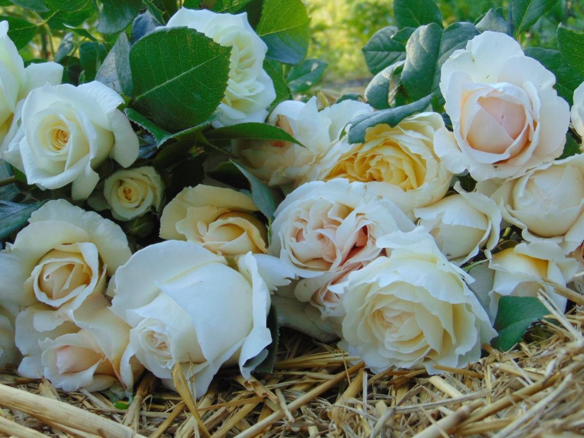 Fleurs De Brenne Gite Neuillé-le-Lierre Exteriör bild